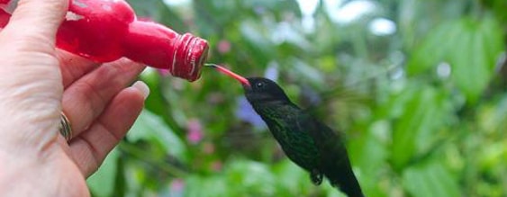 a hummingbird being fed
