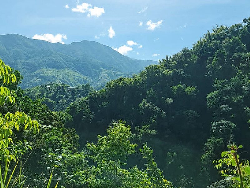 Blue Mountains Jamaica photo by Orlando Dawkins for Google Maps